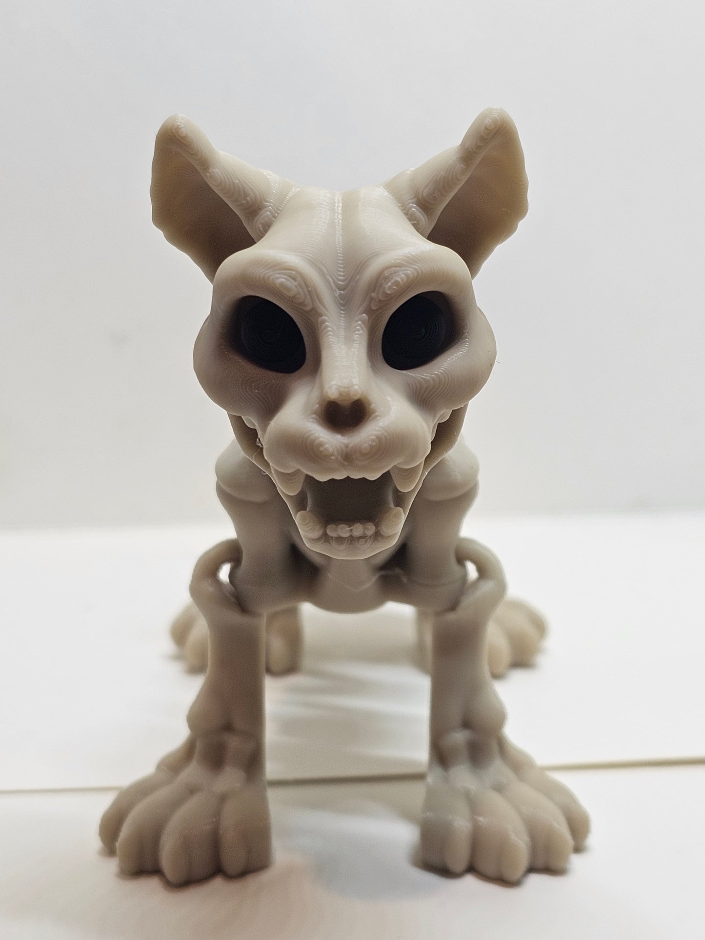 Animal Skeleton - Cat