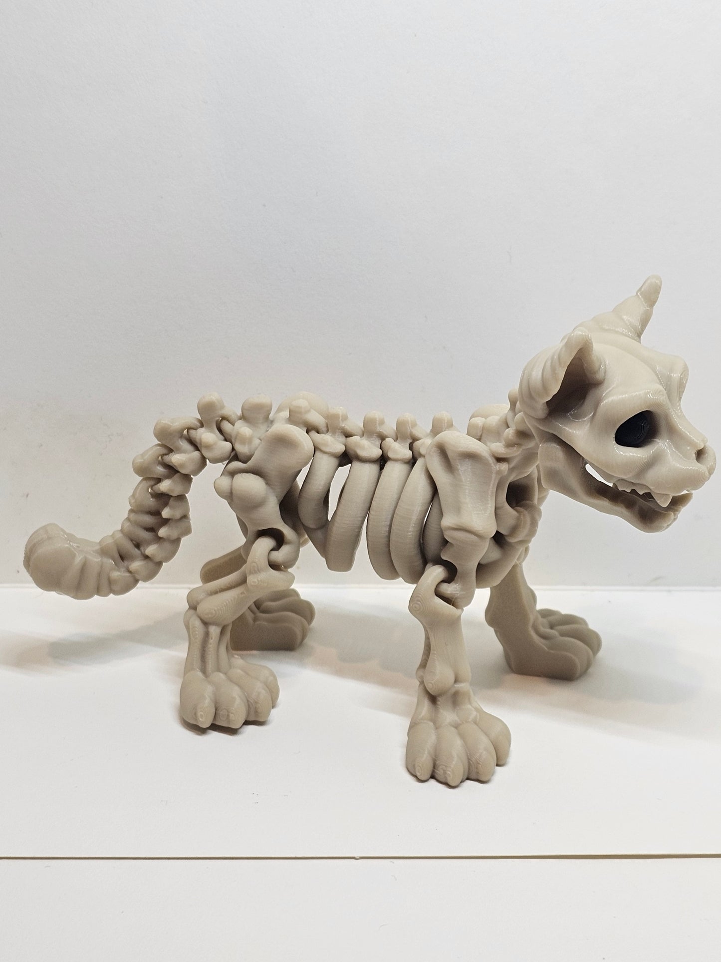 Animal Skeleton - Cat