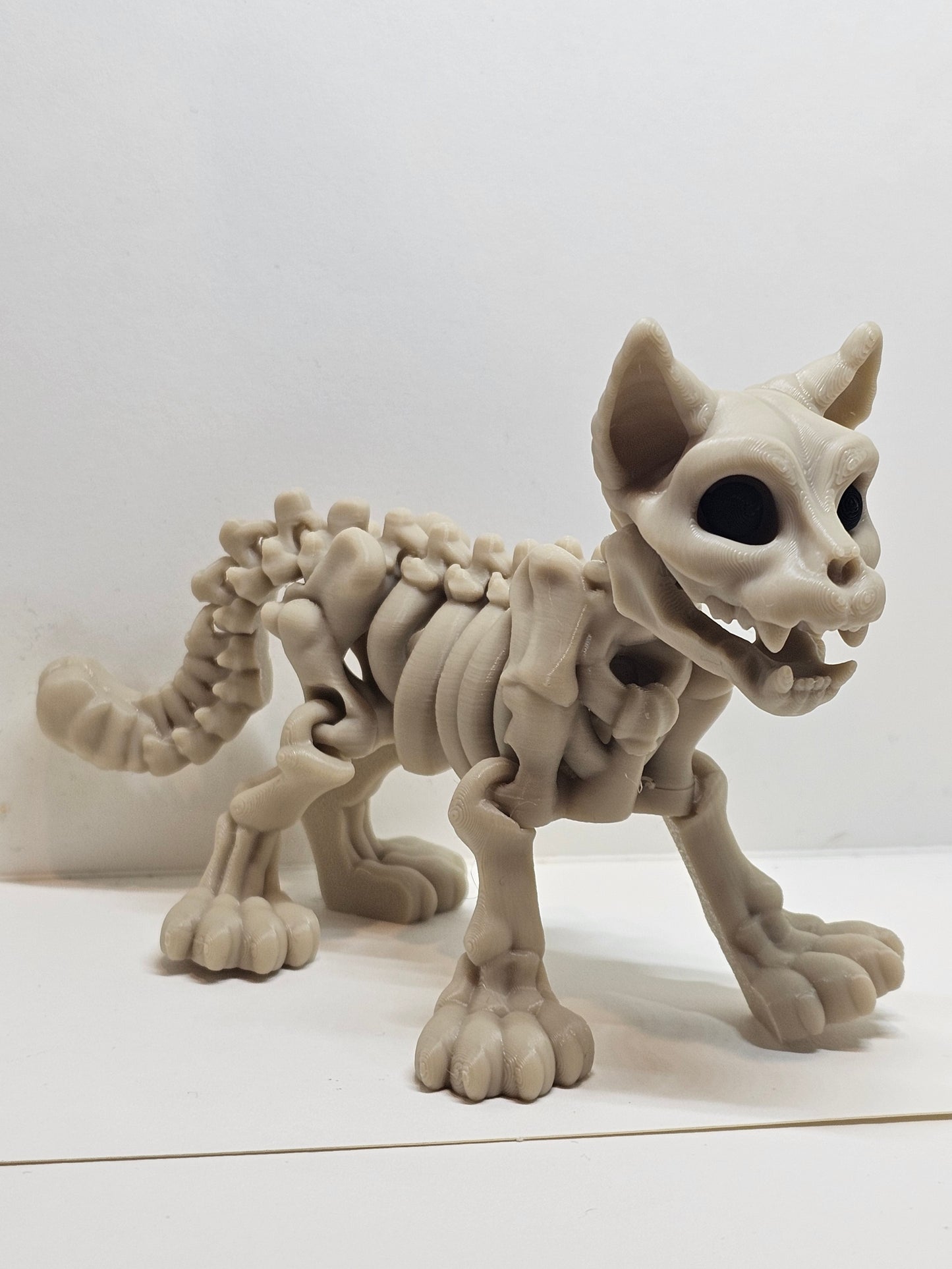 Animal Skeleton - Cat