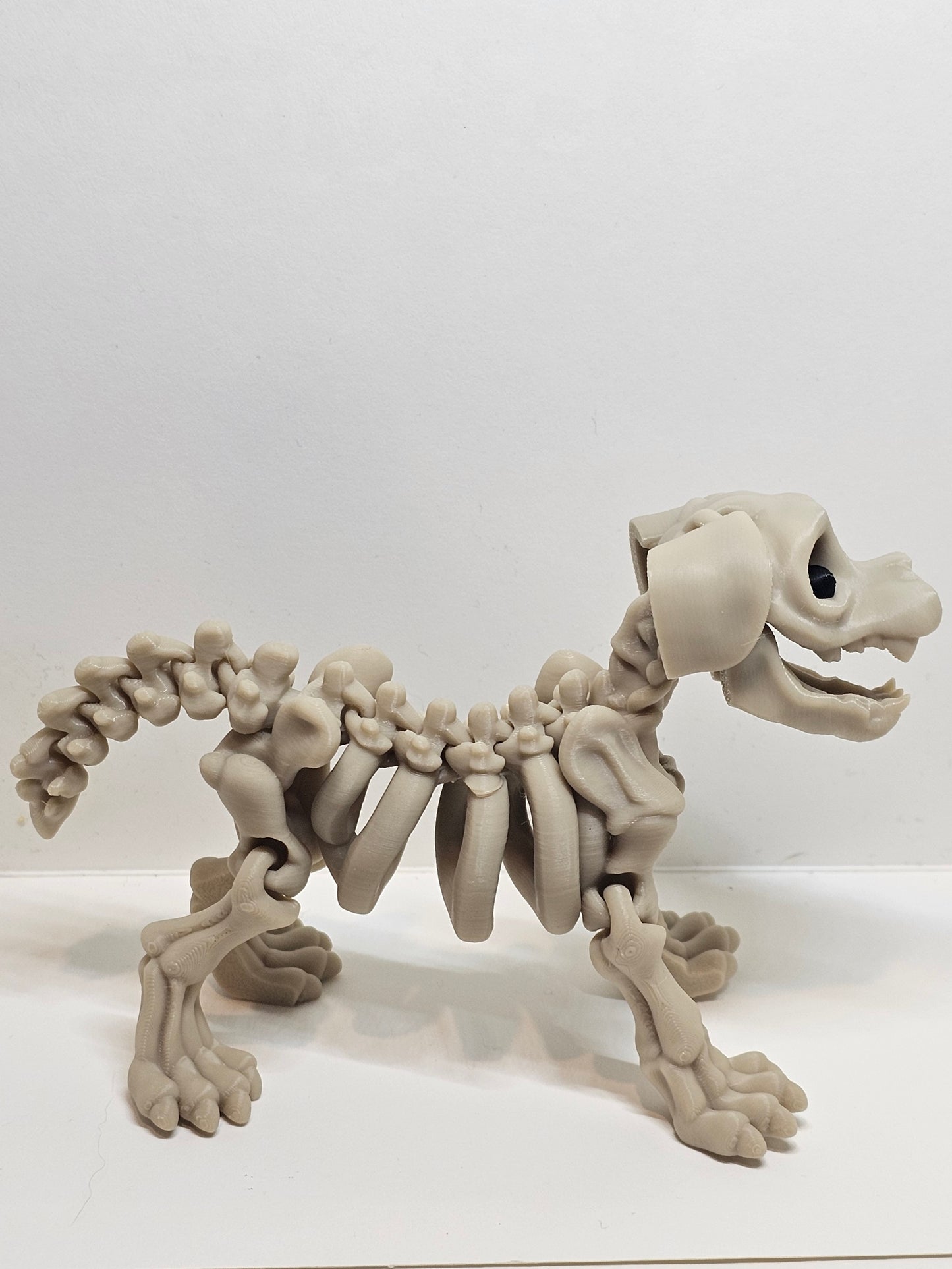 Animal Skeleton - Dog