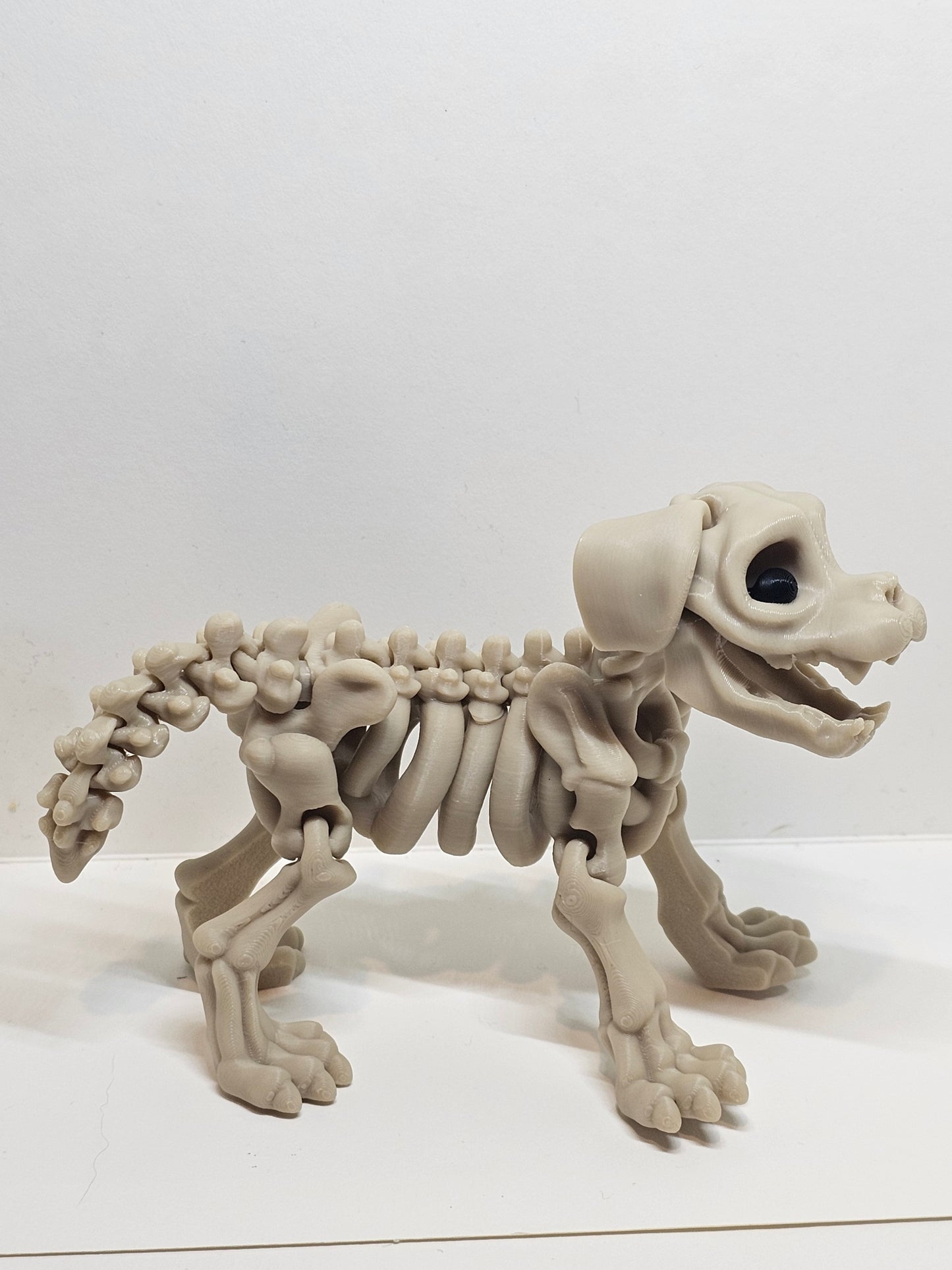 Animal Skeleton - Dog