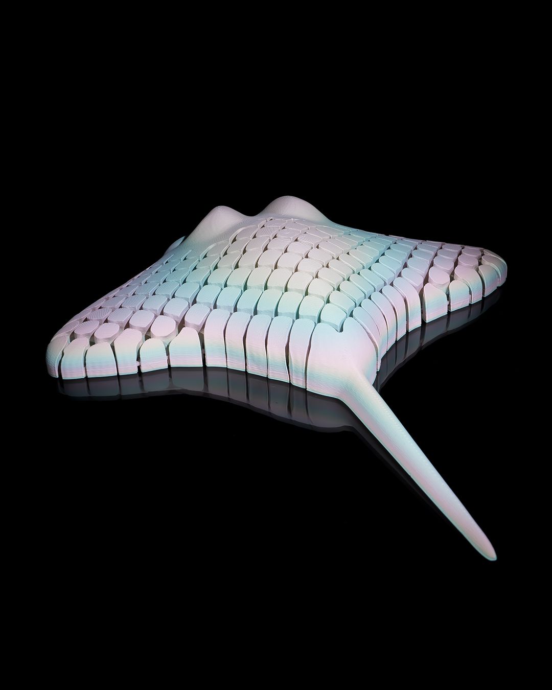 Ray The Manta Ray