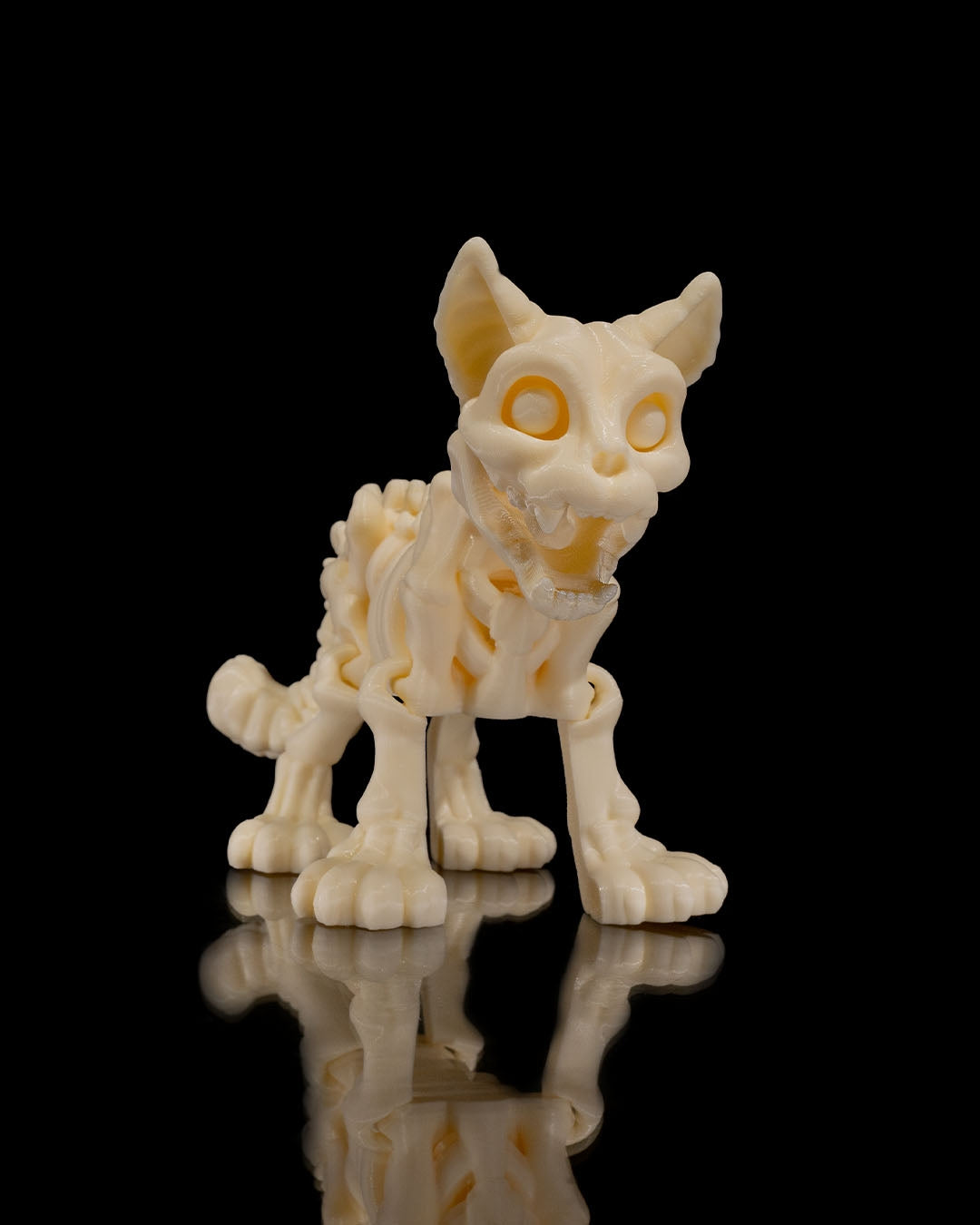 Animal Skeleton - Cat