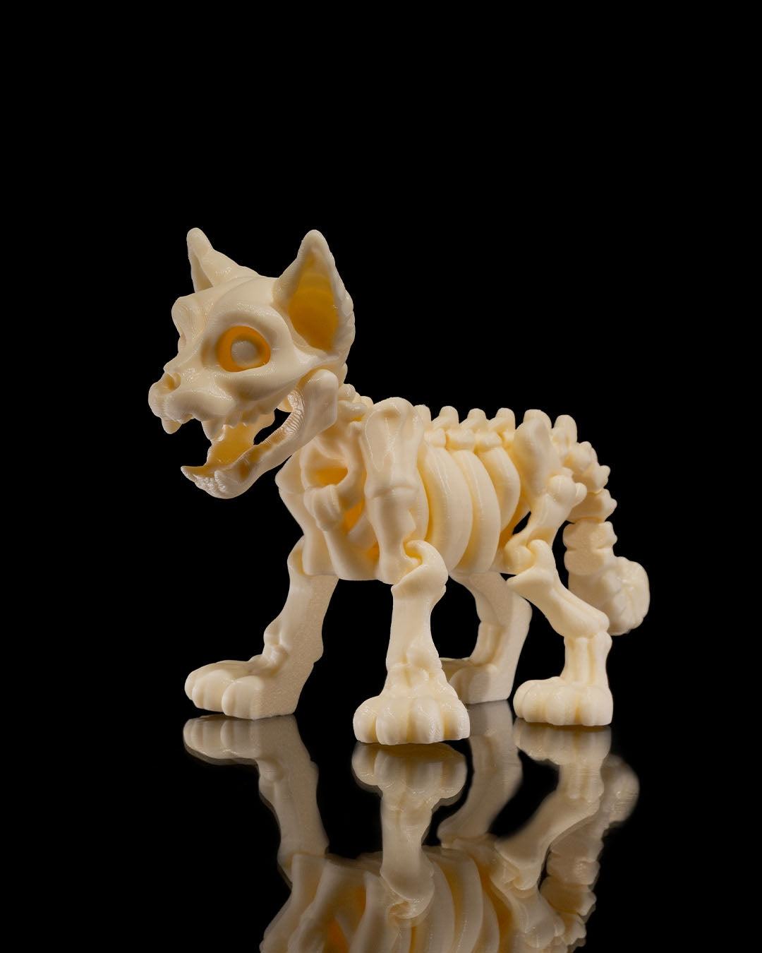 Animal Skeleton - Cat