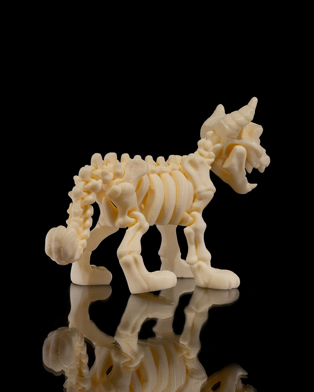 Animal Skeleton - Cat