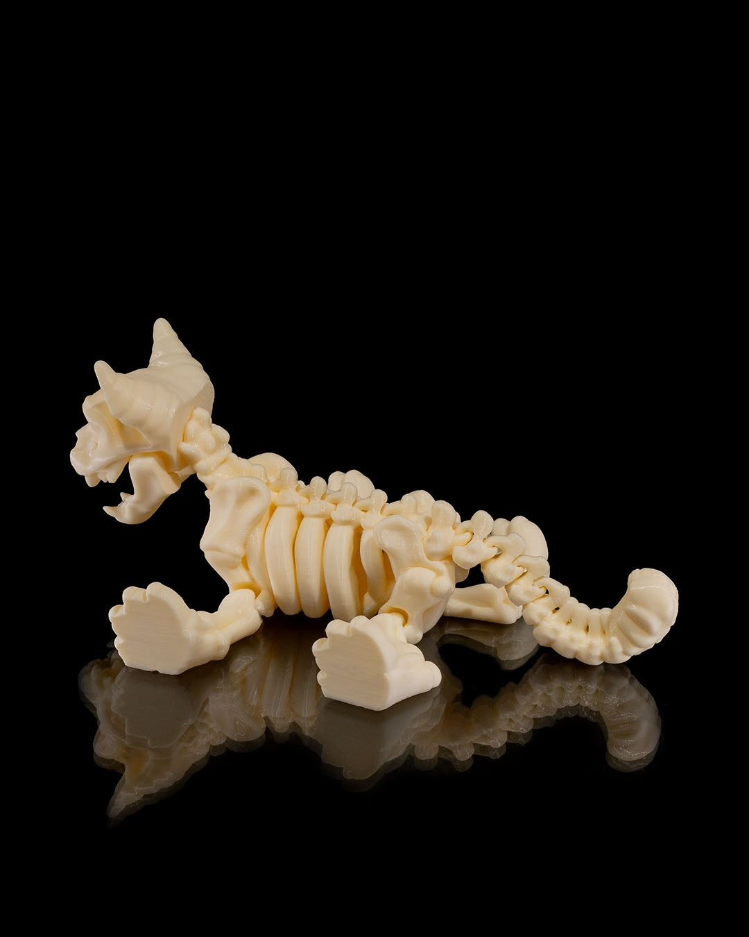 Animal Skeleton - Cat