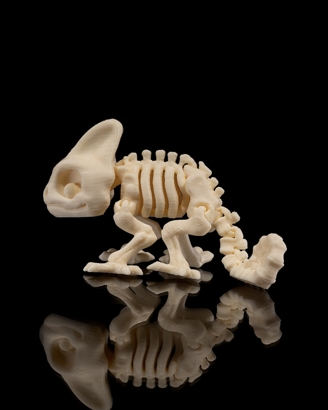 Animal Skeleton - Chameleon