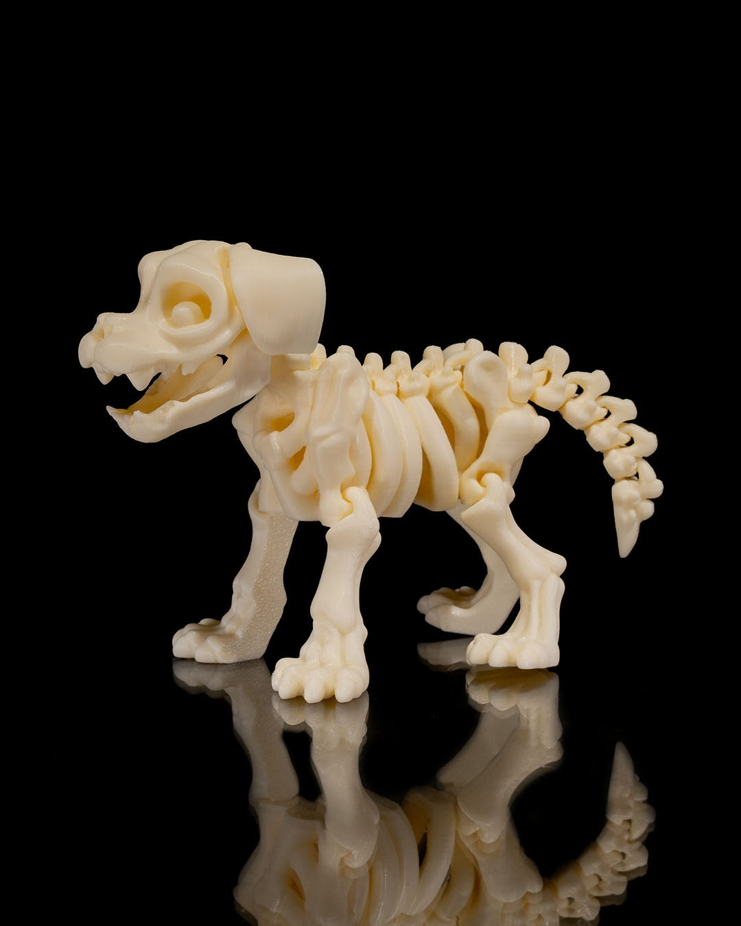 Animal Skeleton - Dog