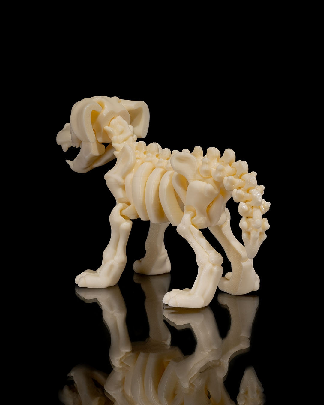 Animal Skeleton - Dog