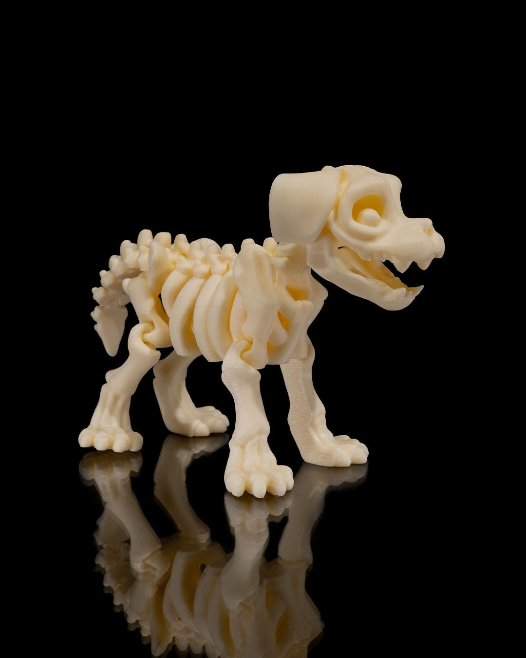 Animal Skeleton - Dog