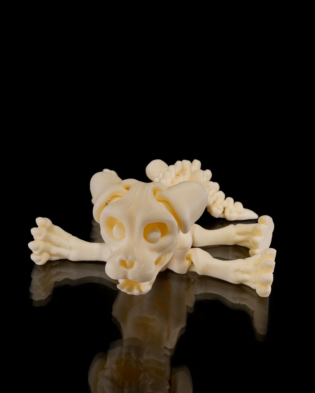 Animal Skeleton - Dog
