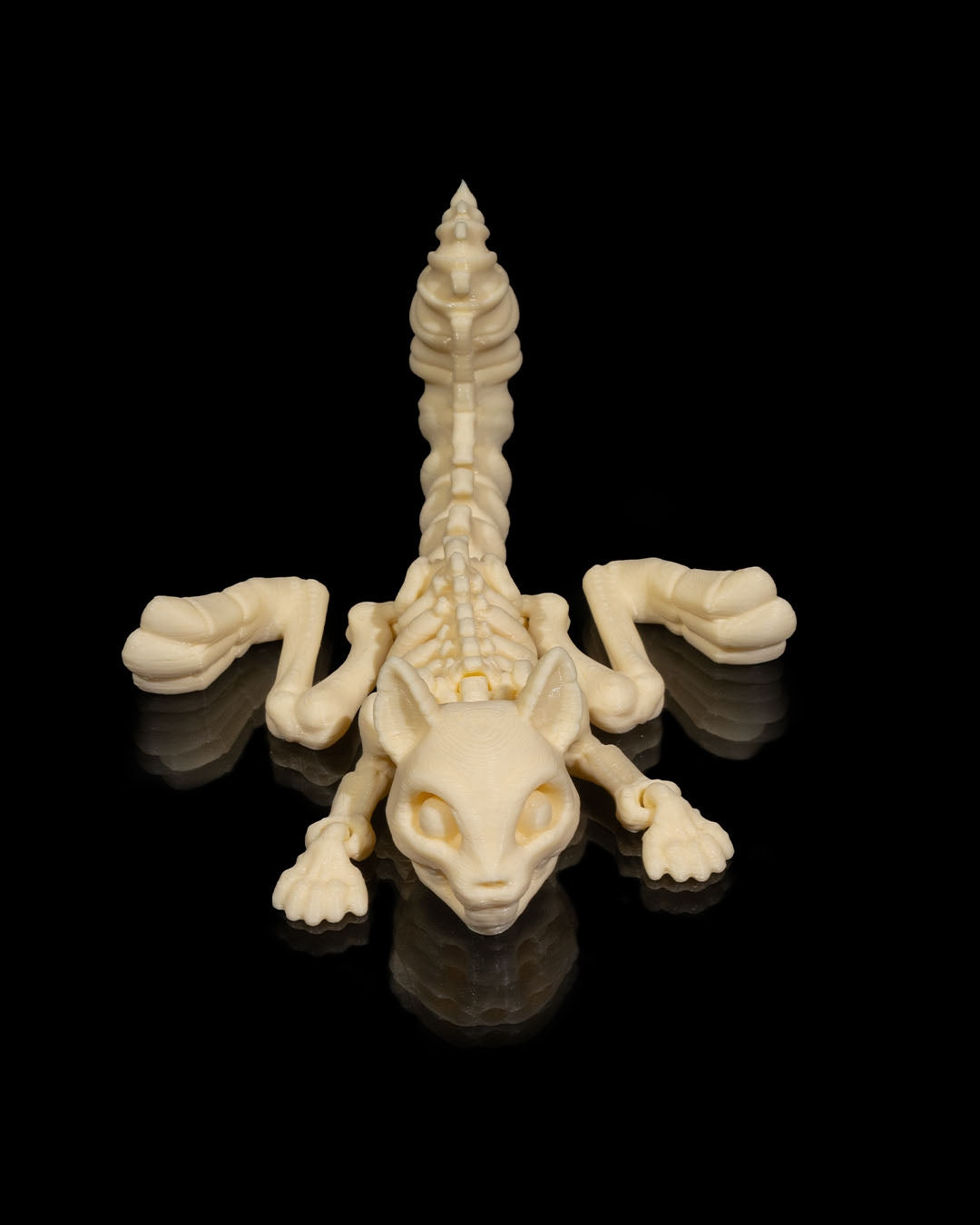 Animal Skeleton - Squirrel