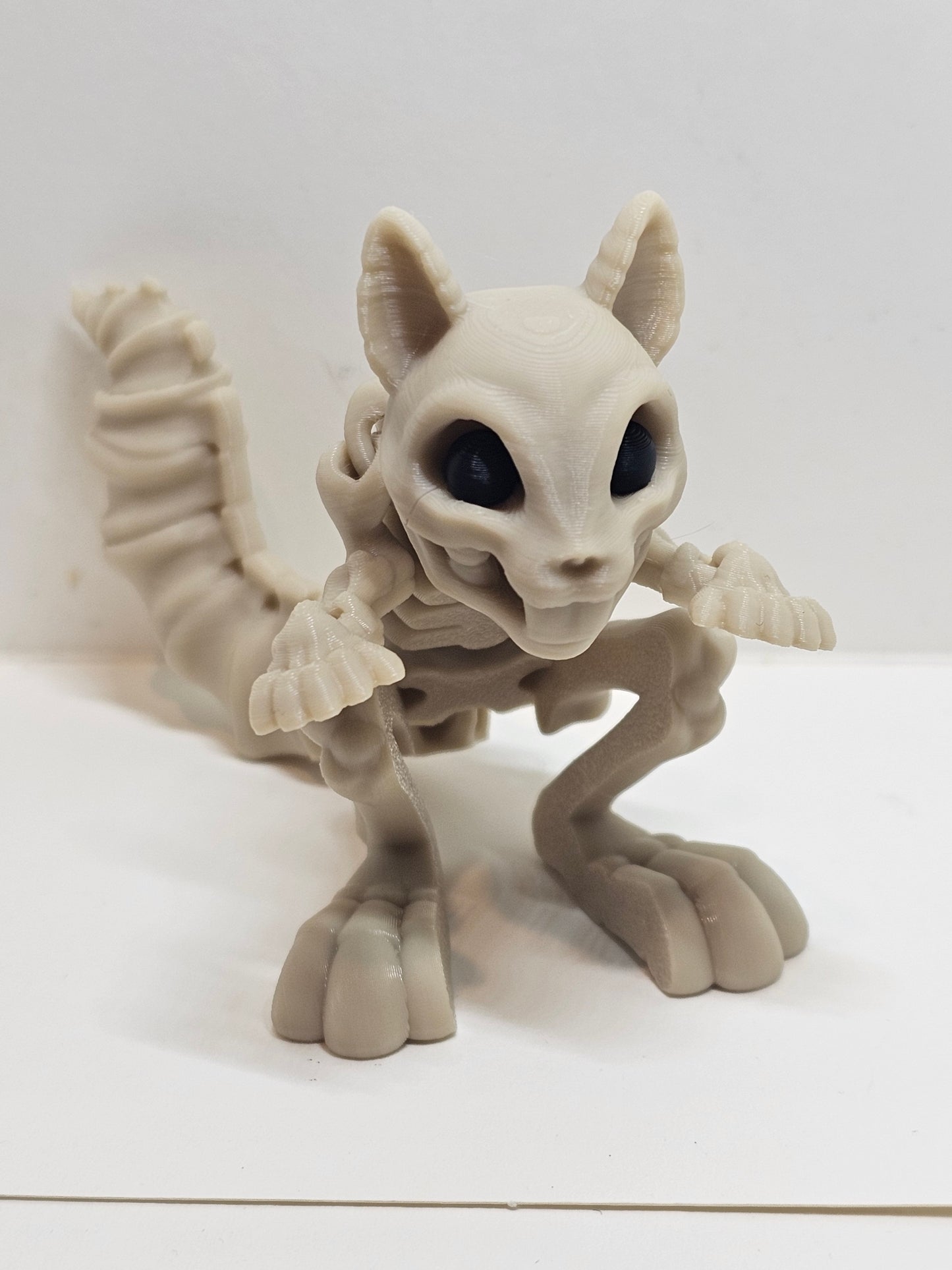 Animal Skeleton - Squirrel